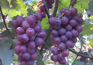 巨峰葡萄有籽嗎？巨峰葡萄有沒(méi)有籽？