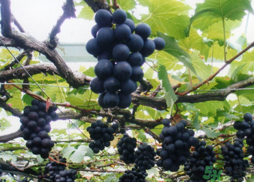 巨峰葡萄有籽嗎？巨峰葡萄有沒(méi)有籽？