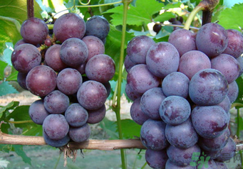 巨峰葡萄有籽嗎？巨峰葡萄有沒(méi)有籽？