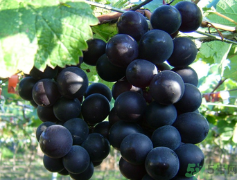 巨峰葡萄有籽嗎？巨峰葡萄有沒(méi)有籽？