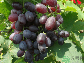 玫瑰香葡萄幾月份成熟？玫瑰香葡萄什么時(shí)候熟？