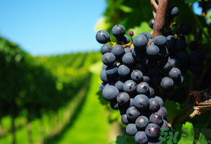 玫瑰香葡萄幾月份成熟？玫瑰香葡萄什么時(shí)候熟？