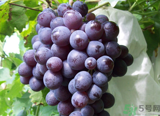 玫瑰香葡萄幾月份成熟？玫瑰香葡萄什么時(shí)候熟？
