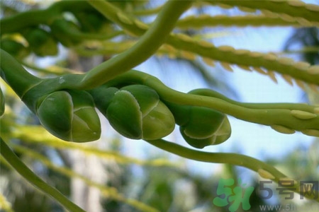 檳榔致癌嗎？檳榔對身體有什么影響嗎？