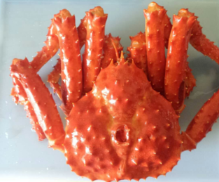 智利帝王蟹怎么吃？智利帝王蟹好吃嗎？