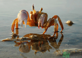 河蟹怎么保存？?活河蟹怎么保存？