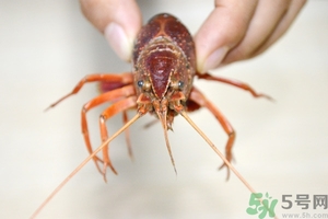 活蝦怎么處理干凈蝦線？活蝦怎么去蝦線？