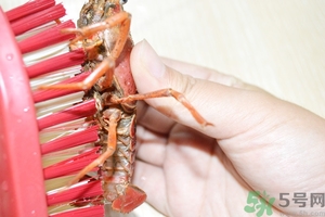 活蝦怎么處理干凈蝦線？活蝦怎么去蝦線？