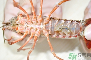 活蝦怎么處理干凈蝦線？活蝦怎么去蝦線？