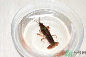 活蝦怎么處理干凈蝦線？活蝦怎么去蝦線？