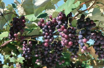 巨峰葡萄可以釀酒嗎？巨峰葡萄怎么做葡萄酒？