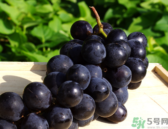 巨峰葡萄可以釀酒嗎？巨峰葡萄怎么做葡萄酒？