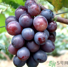 巨峰葡萄怎么有酒味？葡萄有酒味還能吃嗎？