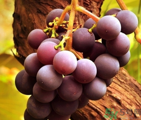 巨峰葡萄怎么有酒味？葡萄有酒味還能吃嗎？