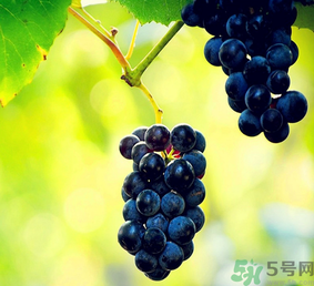 巨峰葡萄怎么有酒味？葡萄有酒味還能吃嗎？