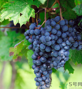 巨峰葡萄怎么有酒味？葡萄有酒味還能吃嗎？