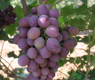 巨峰葡萄怎么打崔紅藥？葡萄怎么崔紅？