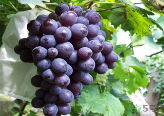 巨峰葡萄怎么打崔紅藥？葡萄怎么崔紅？