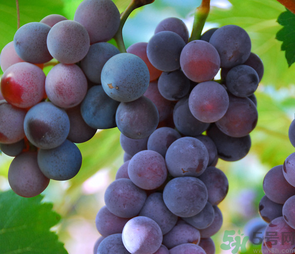 巨峰葡萄怎么打崔紅藥？葡萄怎么崔紅？
