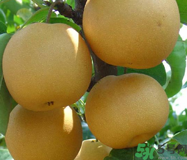 豐水梨和皇冠梨哪個(gè)好？豐水梨和皇冠梨的區(qū)別