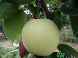 豐水梨和皇冠梨哪個(gè)好？豐水梨和皇冠梨的區(qū)別