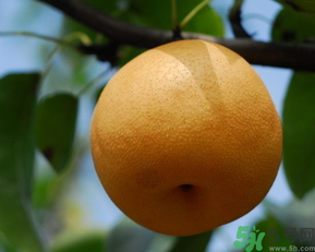 豐水梨和皇冠梨哪個(gè)好？豐水梨和皇冠梨的區(qū)別