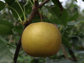 孕婦能吃豐水梨嗎？豐水梨孕婦可以吃嗎？