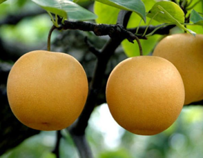 孕婦能吃豐水梨嗎？豐水梨孕婦可以吃嗎？