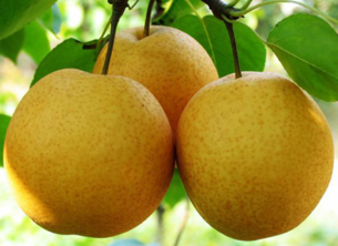 孕婦能吃豐水梨嗎？豐水梨孕婦可以吃嗎？