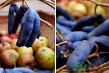 野香蕉是什么？野香蕉能吃嗎？