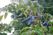 野香蕉是什么？野香蕉能吃嗎？