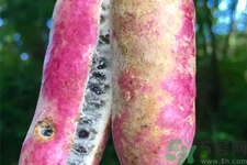 野香蕉是什么？野香蕉能吃嗎？