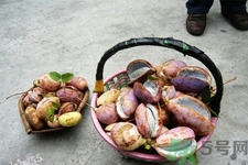 野香蕉是什么？野香蕉能吃嗎？