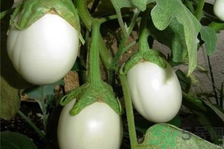 蛋樹是什么？蛋樹可以吃嗎？