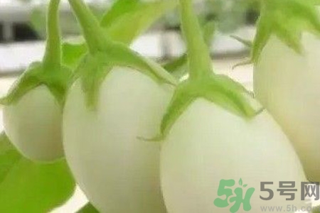 蛋樹是什么？蛋樹可以吃嗎？