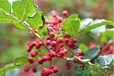 花椒可以治療打鼾嗎？花椒的好處有哪些？