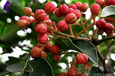 花椒可以治療打鼾嗎？花椒的好處有哪些？