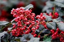 花椒可以治療打鼾嗎？花椒的好處有哪些？