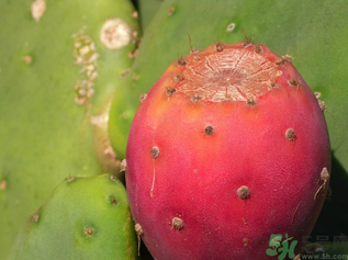 孕婦可以吃仙人掌果嗎？仙人掌果孕婦可以吃嗎？