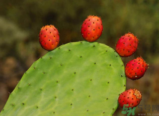 孕婦可以吃仙人掌果嗎？仙人掌果孕婦可以吃嗎？