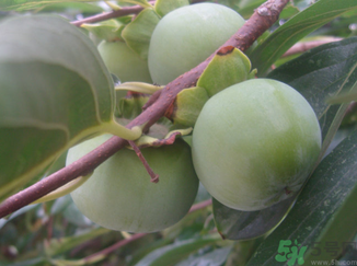 青柿子怎么去澀？青柿子為什么會澀？