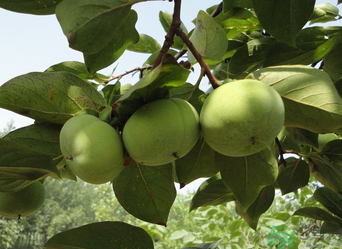 青柿子怎么去澀？青柿子為什么會澀？