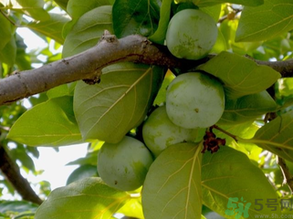 青柿子怎么去澀？青柿子為什么會澀？