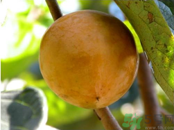 青柿子怎么泡？青柿子怎么泡好吃？