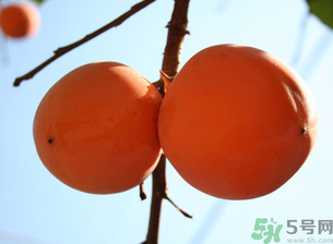 孕婦可以吃懶柿子嗎？懶柿子孕婦可以吃嗎？