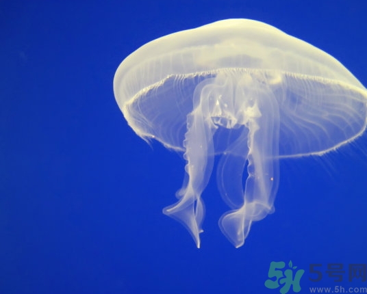 海蜇是水母嗎？海蜇和水母的區(qū)別