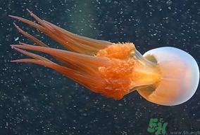 海蜇是水母嗎？海蜇和水母的區(qū)別