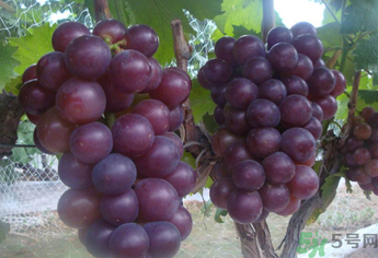 拉肚子能吃葡萄嗎？拉肚子吃什么食物好？