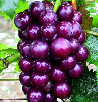 拉肚子能吃葡萄嗎？拉肚子吃什么食物好？