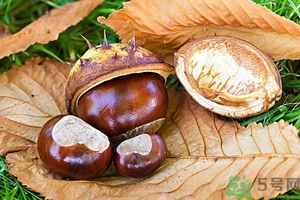 空腹能吃生板栗嗎？生吃板栗有什么好處？